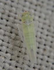 Zygina nivea