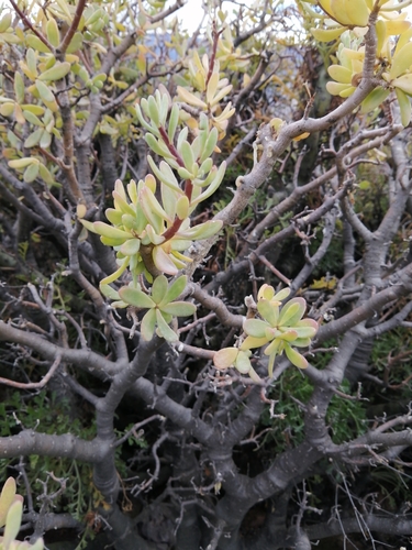 Othonna arbuscula