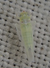 Zygina nivea