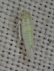 Zygina nivea