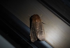 Bityla defigurata