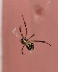 Argiope