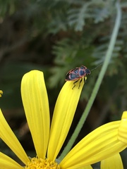 Eurydema gebleri