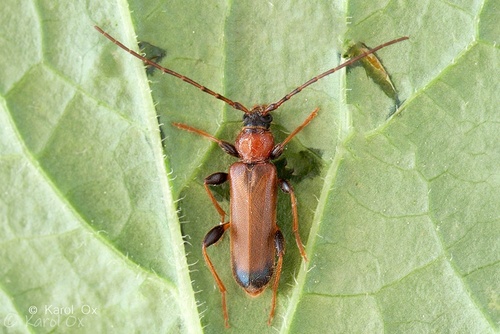 Fuzáč skladový (Phymatodes testaceus)