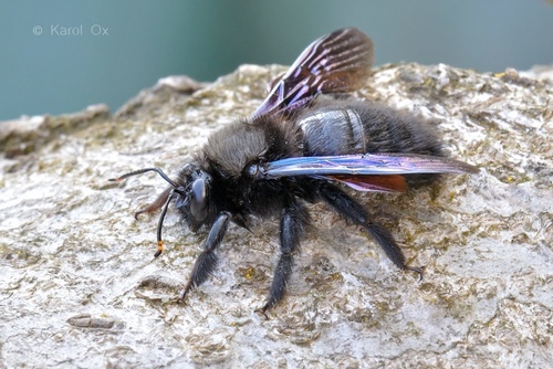 Crna pčela drvarica (Xylocopa violacea)