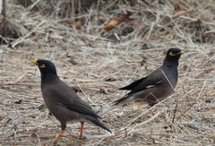 Acridotheres tristis