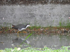 Amaurornis phoenicurus