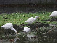 Bubulcus ibis