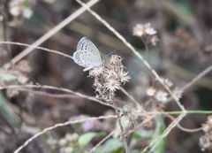 Pseudozizeeria maha okinawana