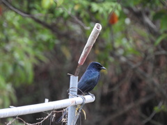 Dicrurus macrocercus