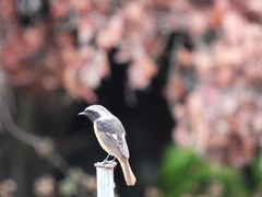 Phoenicurus auroreus