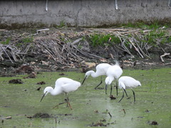 Egretta garzetta