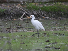 Bubulcus ibis