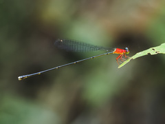 Amphicnemis gracilis