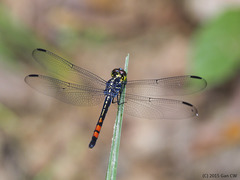 Agrionoptera sexlineata
