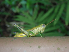 Sinopodisma aurata