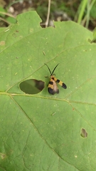 Calopteron reticulatum