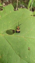 Calopteron reticulatum