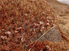 Acantholimon