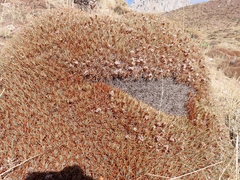 Acantholimon