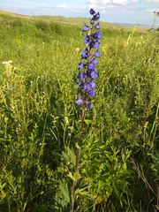 Delphinium retropilosum