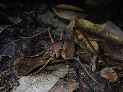 Diestrammena nicolai