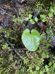 Corybas iridescens