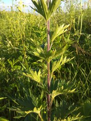Delphinium retropilosum