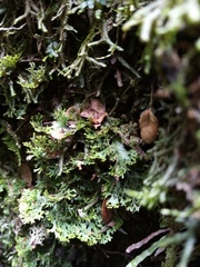 Pseudocyphellaria multifida