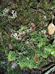 Pseudocyphellaria multifida
