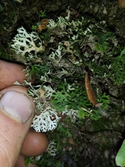 Pseudocyphellaria multifida