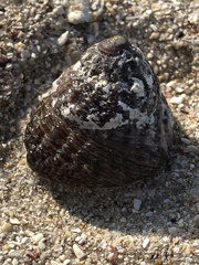 Tegula pfeifferi