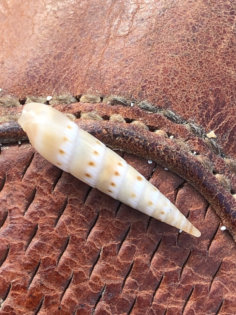 Hastula nipponensis