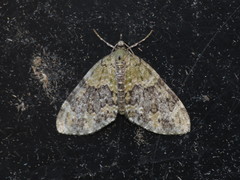 Acasis viretata