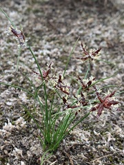 Cyperus semitrifidus