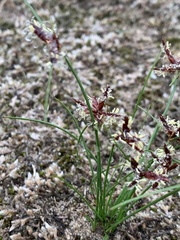 Cyperus semitrifidus
