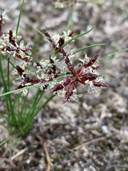 Cyperus semitrifidus