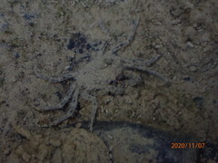 Halicarcinus