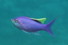 Mirolabrichthys tuka