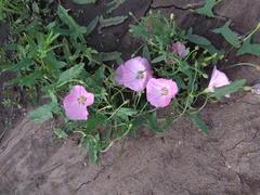 Convolvulus chinensis