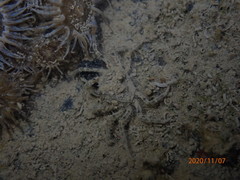 Halicarcinus