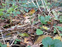 Macrotyphula fistulosa