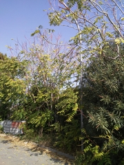 Ailanthus altissima