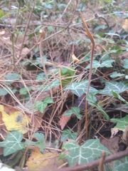 Macrotyphula fistulosa