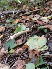 Macrotyphula fistulosa