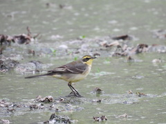 Motacilla tschutschensis