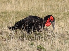 Bucorvus leadbeateri