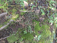 Oryctolagus cuniculus cuniculus