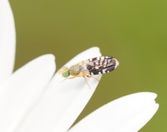 Spathulina acroleuca