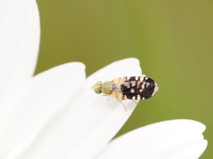 Spathulina acroleuca